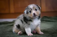 Cody, a male Australian Shepherd and Pembroke Welsh Corgi for sale in Dundee, OH – 2 of 10