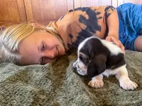 Snoopy, a male Basset Hound for sale in Dundee, OH – 2 of 7