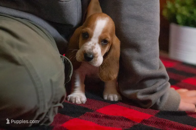 Goldie  – Basset Hound puppy for sale in Dundee, OH