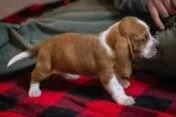 Goldie , a female Basset Hound for sale in Dundee, OH – Photo 6 of 7