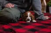 Goldie , a female Basset Hound for sale in Dundee, OH – Photo 2 of 7