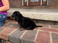 Bear, a male Miniature Dachshund for sale in Dundee, OH – 6 of 8