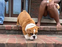 Charlie , a male English Bulldog for sale in Dundee, OH – 4 of 9