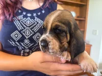 Waylon, a male Basset Hound for sale in Dundee, OH – 3 of 5