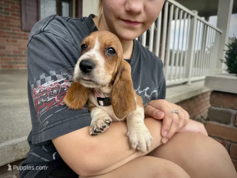 Blair – Basset Hound puppy for sale in Dundee, OH