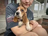 Blair, a female Basset Hound for sale in Dundee, OH – 1 of 5