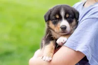 Grant, a male Australian Shepherd and Pembroke Welsh Corgi for sale in Dundee, OH – 2 of 9