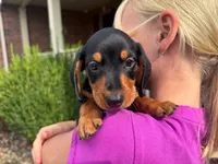Tucker, a male Miniature Dachshund for sale in Dundee, OH – 2 of 7