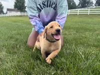 Jake, a male Labrador Retriever for sale in Dundee, OH – 4 of 6