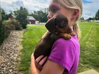 Bailey , a female Miniature Dachshund for sale in Dundee, OH – 2 of 7