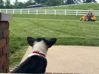 Poppy, a female Pembroke Welsh Corgi for sale in Dundee, OH – 5 of 10