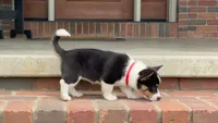 Poppy, a female Pembroke Welsh Corgi for sale in Dundee, OH – 4 of 10