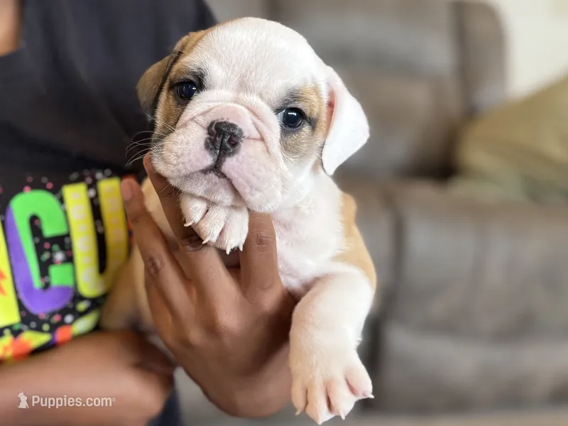 Fiona – English Bulldog puppy for sale in Dundee, OH