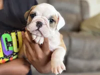 Fiona, a female English Bulldog for sale in Dundee, OH – 1 of 8