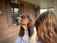 Walter, a male Basset Hound for sale in Dundee, OH – 5 of 7