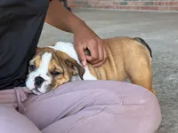 Cookie, a female English Bulldog for sale in Dundee, OH – 7 of 10
