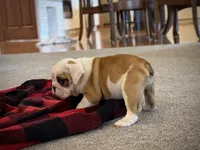Fiona, a female English Bulldog for sale in Dundee, OH – 6 of 8