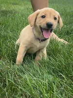 Nala, a female Labrador Retriever for sale in Dundee, OH – 4 of 6