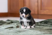 Star, a female Australian Shepherd and Pembroke Welsh Corgi for sale in Dundee, OH – 1 of 8