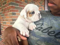 Oliver, a male English Bulldog for sale in Dundee, OH – 4 of 7