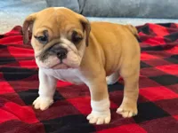 Tyson, a male English Bulldog for sale in Dundee, OH – 2 of 7