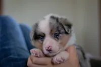 Ringo, a male Australian Shepherd and Pembroke Welsh Corgi for sale in Dundee, OH – 4 of 10