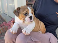 Cookie, a female English Bulldog for sale in Dundee, OH – 2 of 10