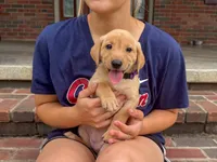 Nala, a female Labrador Retriever for sale in Dundee, OH – 2 of 6
