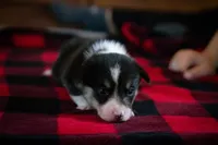 Ivy, a female Pembroke Welsh Corgi for sale in Dundee, OH – 3 of 6