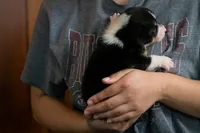 Ivy, a female Pembroke Welsh Corgi for sale in Dundee, OH – 4 of 6