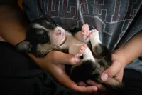 Ivy, a female Pembroke Welsh Corgi for sale in Dundee, OH – 2 of 6