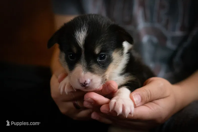 Ivy, a female Pembroke Welsh Corgi for sale in Dundee, OH – 1 of 6