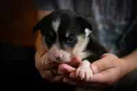 Ivy, a female Pembroke Welsh Corgi for sale in Dundee, OH – 1 of 6