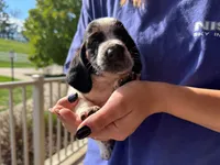 Clara, a female Basset Hound for sale in Dundee, OH – 5 of 9