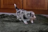 Cody, a male Australian Shepherd and Pembroke Welsh Corgi for sale in Dundee, OH – 8 of 10