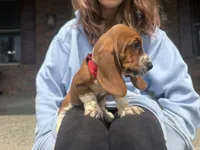 Ruby, a female Basset Hound for sale in Dundee, OH – 3 of 5