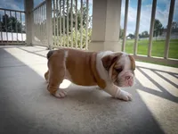 George, a male English Bulldog for sale in Dundee, OH – 4 of 9