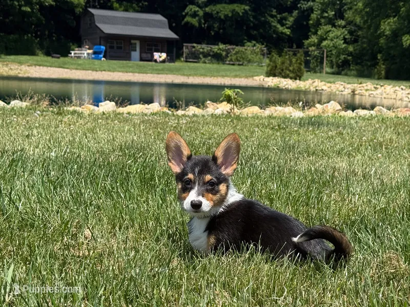 Ivy – Pembroke Welsh Corgi puppy for sale in Dundee, OH