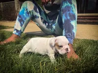 Oliver, a male English Bulldog for sale in Dundee, OH – 5 of 7