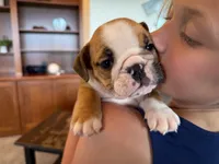 Rudy, a male English Bulldog for sale in Dundee, OH – 5 of 7
