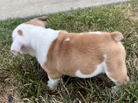 Fiona, a female English Bulldog for sale in Dundee, OH – 3 of 10