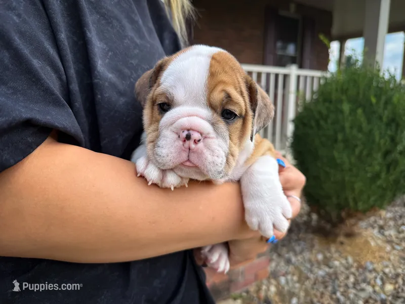 George – English Bulldog puppy for sale in Dundee, OH