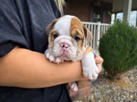 George, a male English Bulldog for sale in Dundee, OH – 1 of 9