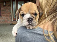 Precious, a female English Bulldog for sale in Dundee, OH – 6 of 9