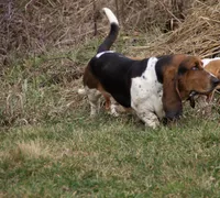 Jolene, a female Basset Hound for sale in Dundee, OH – 5 of 6