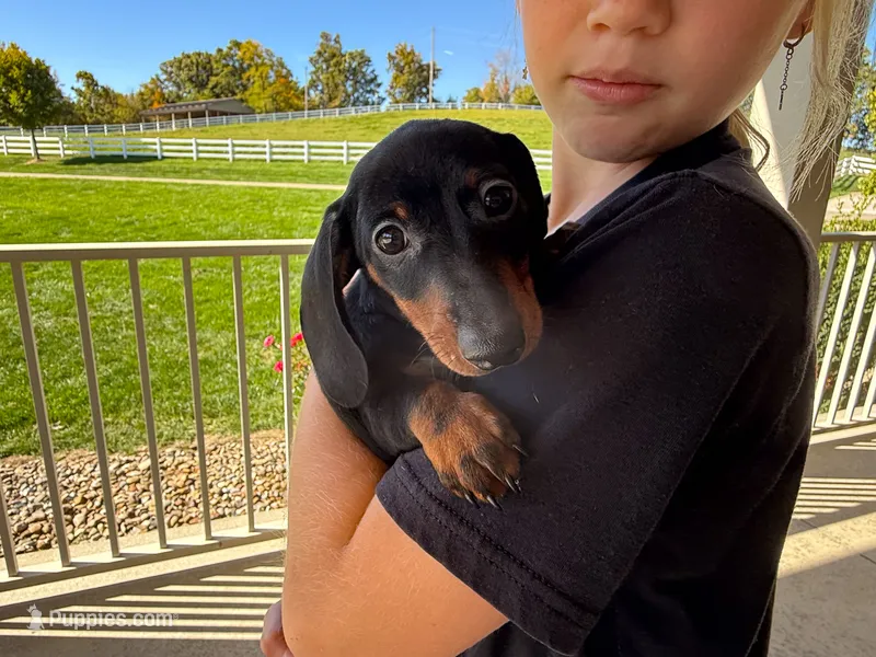 Gus – Miniature Dachshund puppy for sale in Dundee, OH
