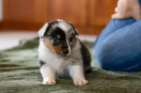 Jasper , a male Australian Shepherd and Pembroke Welsh Corgi for sale in Dundee, OH – 6 of 10
