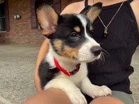 Poppy, a female Pembroke Welsh Corgi for sale in Dundee, OH – 7 of 10