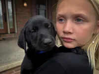 Duke, a male Labrador Retriever for sale in Dundee, OH – 2 of 6