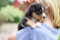Grant, a male Australian Shepherd and Pembroke Welsh Corgi for sale in Dundee, OH – 7 of 9